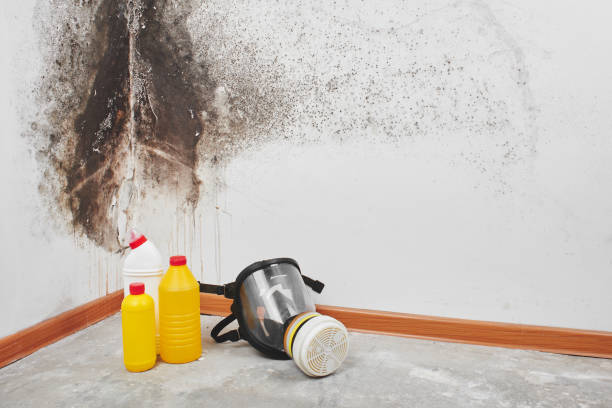 Best Mold Cleaning Services  in Runge, TX