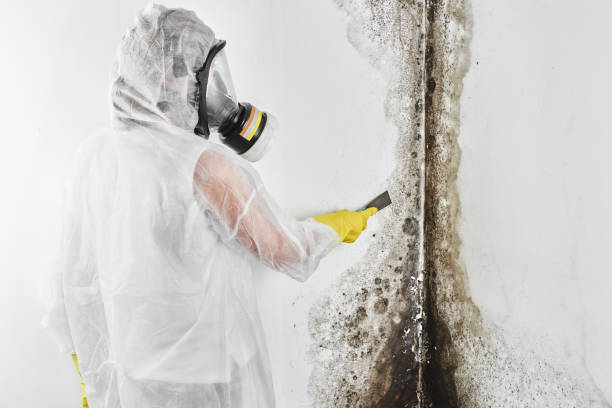 Best Mold Inspection  in Runge, TX