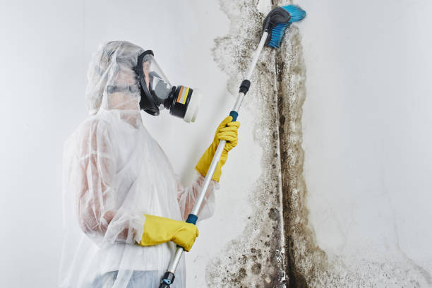 Best Residential Mold Removal  in Runge, TX