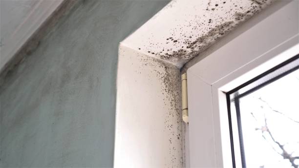 Best Mold Removal Near Me  in Runge, TX