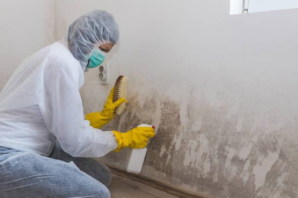 Best Mold Damage Repair  in Runge, TX