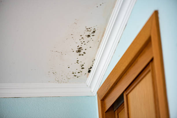 Home Mold Removal in Runge, TX
