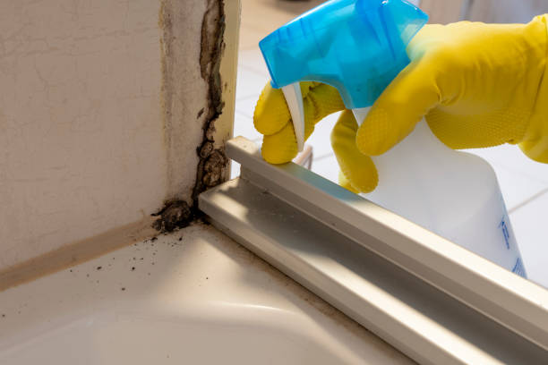 Best Home Mold Removal  in Runge, TX