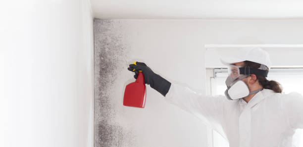 Best Attic Mold Removal  in Runge, TX