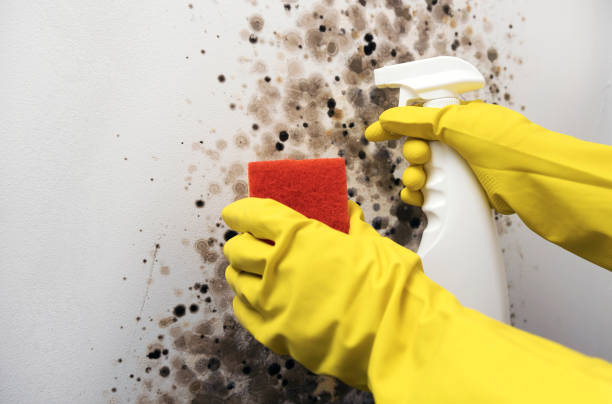 Professional Mold Removal in Runge, TX