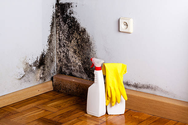 Best Mold Remediation  in Runge, TX