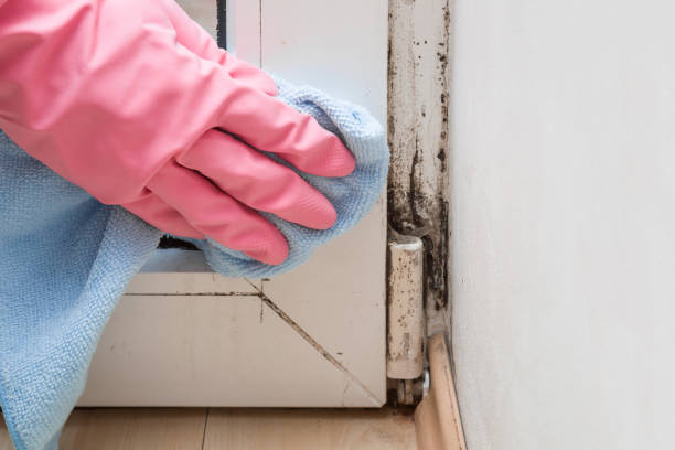 Best Mold Remediation Services  in Runge, TX